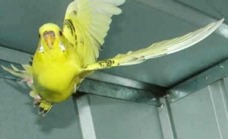 FlyingDaffyI450.jpg