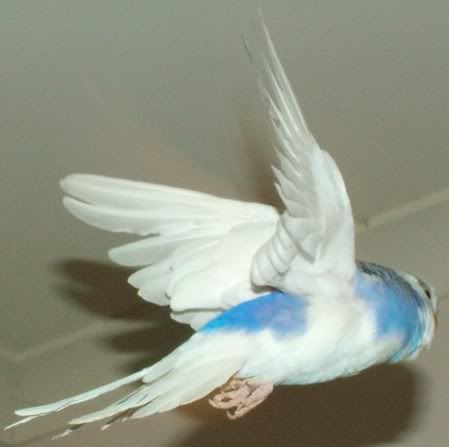 FlyingDomPied450.jpg
