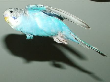 FlyingGoofy450.jpg