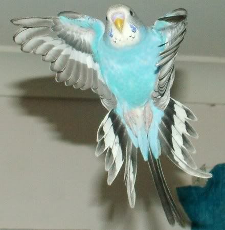 FlyingGoofyI450.jpg