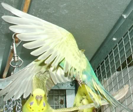 FlyingKiwi450.jpg