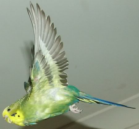 FlyingLemonI450.jpg