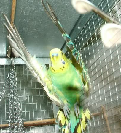 FlyingLime450.jpg