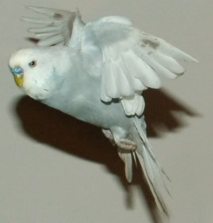 FlyingMrAttitude450.jpg