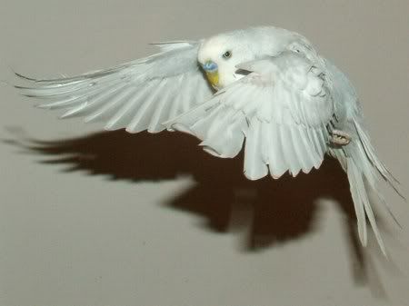 FlyingMrAttitudeI450.jpg