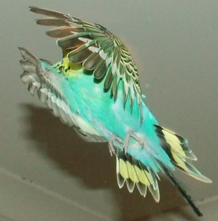 FlyingYF2450.jpg
