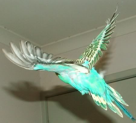 FlyingYF2I450.jpg