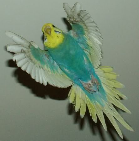FlyingYF2Spangle450.jpg