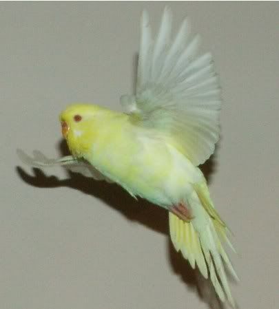FlyingYueLiang450.jpg