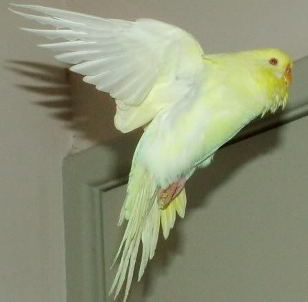 FlyingYueLiangI450.jpg