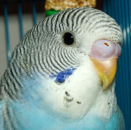 GoofyCloseUp.jpg