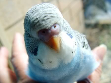 GoofyCloseUpFrontOn450.jpg