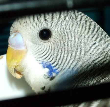 GoofyCloseup.jpg
