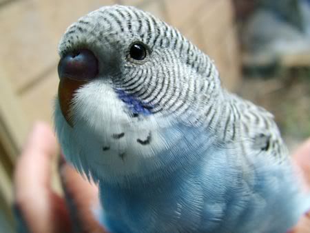 GoofyCloseup450.jpg