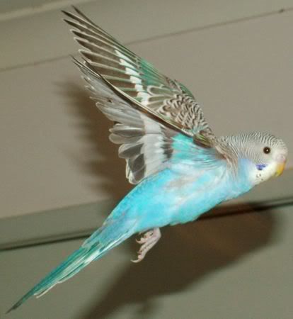 GoofyFlying1.jpg