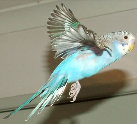GoofyFlying10.jpg
