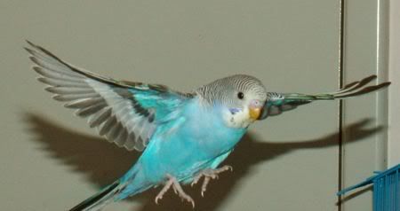 GoofyFlying11.jpg