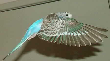 GoofyFlying12.jpg