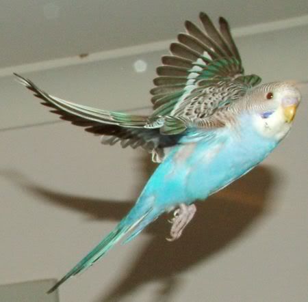 GoofyFlying2.jpg