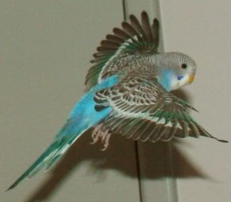GoofyFlying3.jpg