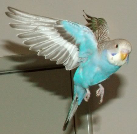 GoofyFlying4.jpg