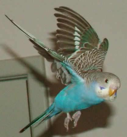 GoofyFlying5.jpg