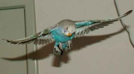 GoofyFlying6.jpg