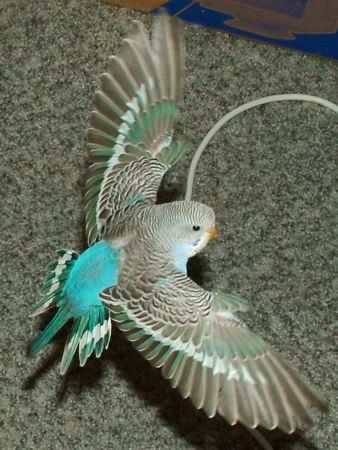 GoofyFlying7.jpg