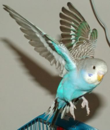 GoofyFlying8.jpg