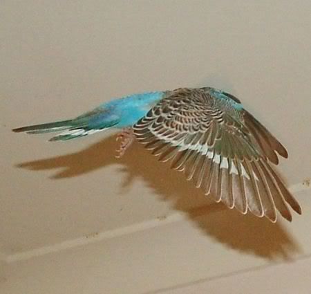 GoofyFlyingSide.jpg