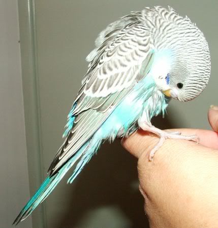 GoofyPreening.jpg