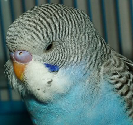 GoofySleepy.jpg