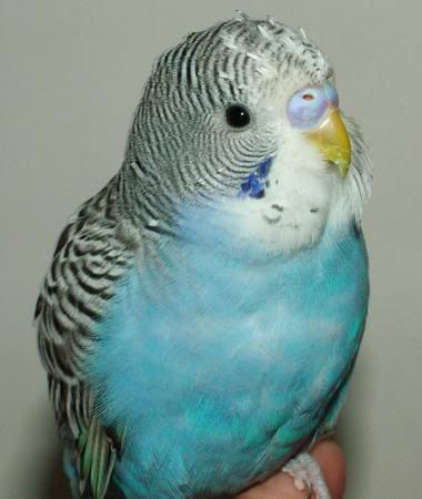 GoofySpikeyPoofy.jpg