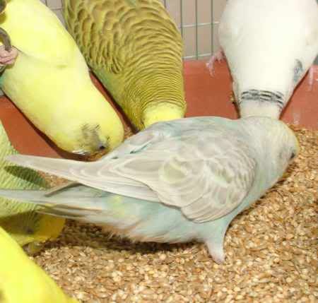 GracieFoodbowl.jpg