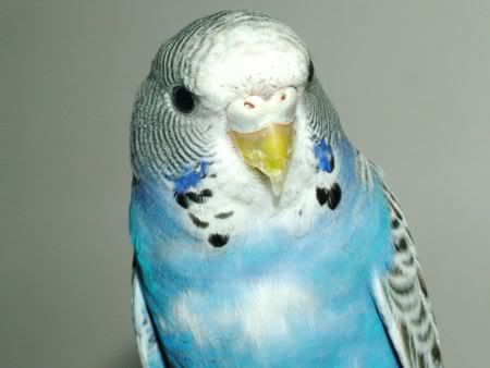 HopeCloseUp450.jpg