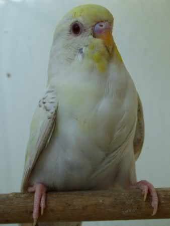 MiloFront450.jpg