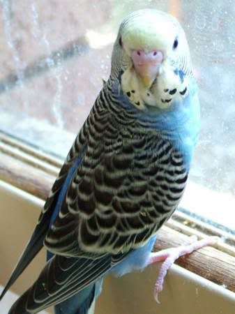 OtisWindow450.jpg