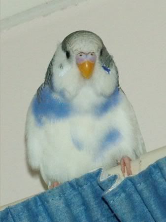 PiedVioletCheek450.jpg
