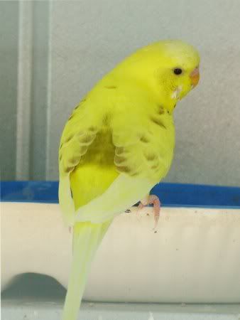YellowBack.jpg