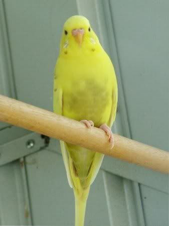 YellowFront.jpg