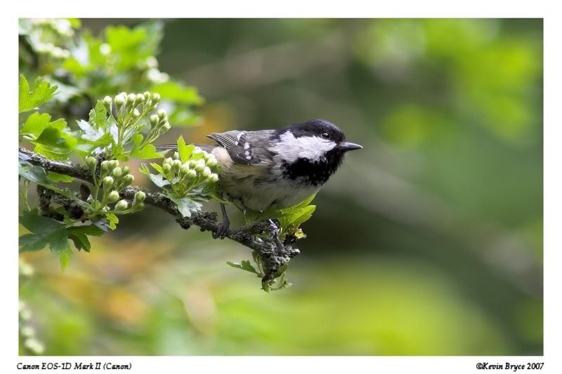 IMAGE: http://img.photobucket.com/albums/v64/Mackem/Coal-Tit.jpg