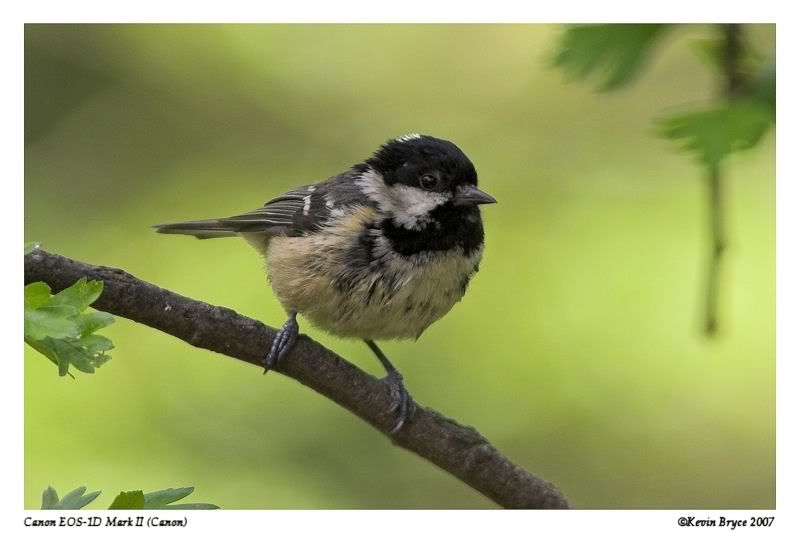 IMAGE: http://img.photobucket.com/albums/v64/Mackem/CoalTit.jpg