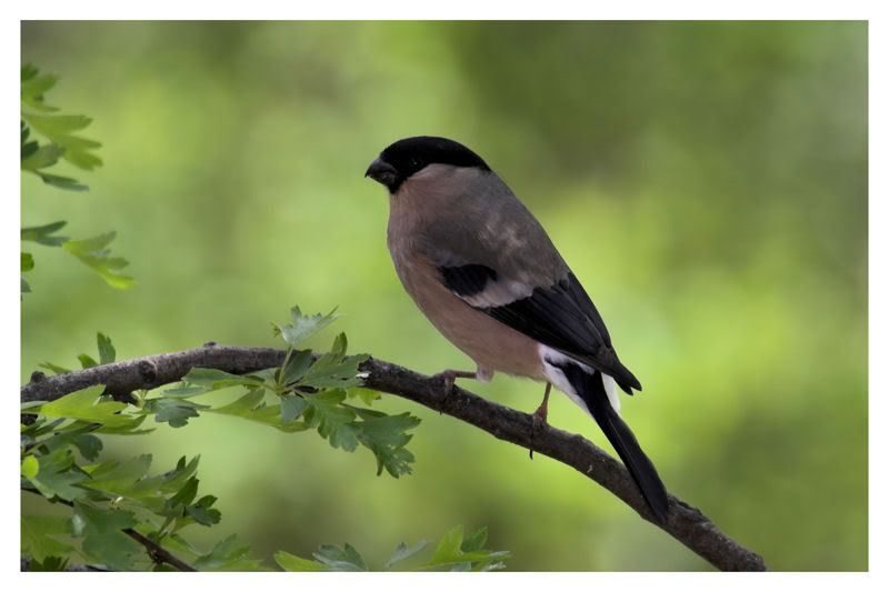 IMAGE: http://img.photobucket.com/albums/v64/Mackem/IR8T0108-01.jpg