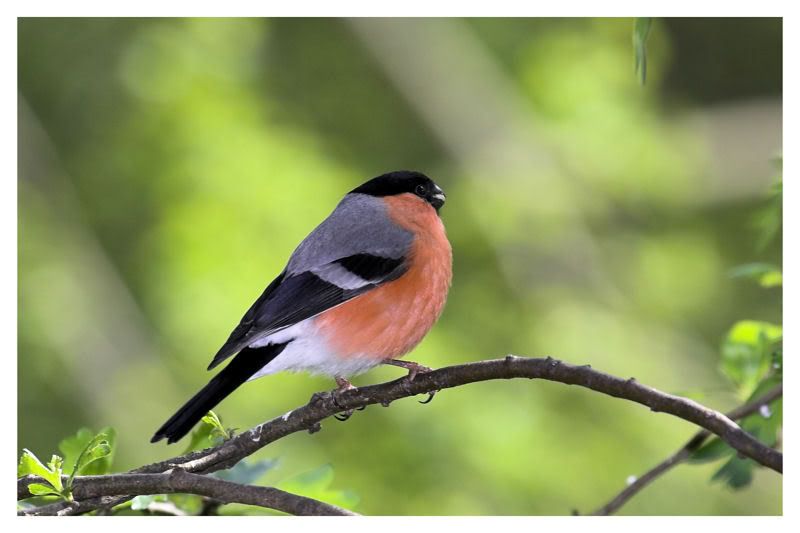 IMAGE: http://img.photobucket.com/albums/v64/Mackem/IR8T0111-01.jpg