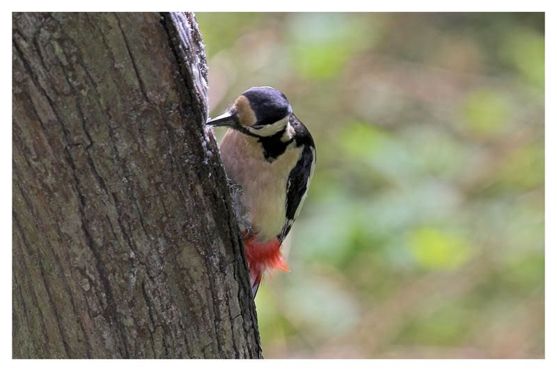 IMAGE: http://img.photobucket.com/albums/v64/Mackem/IR8T0116-01.jpg