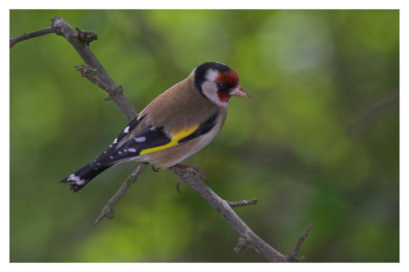 IMAGE: http://img.photobucket.com/albums/v64/Mackem/IR8T0131-01.jpg