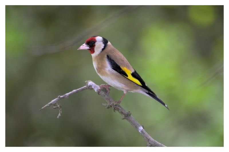 IMAGE: http://img.photobucket.com/albums/v64/Mackem/IR8T0139-01.jpg