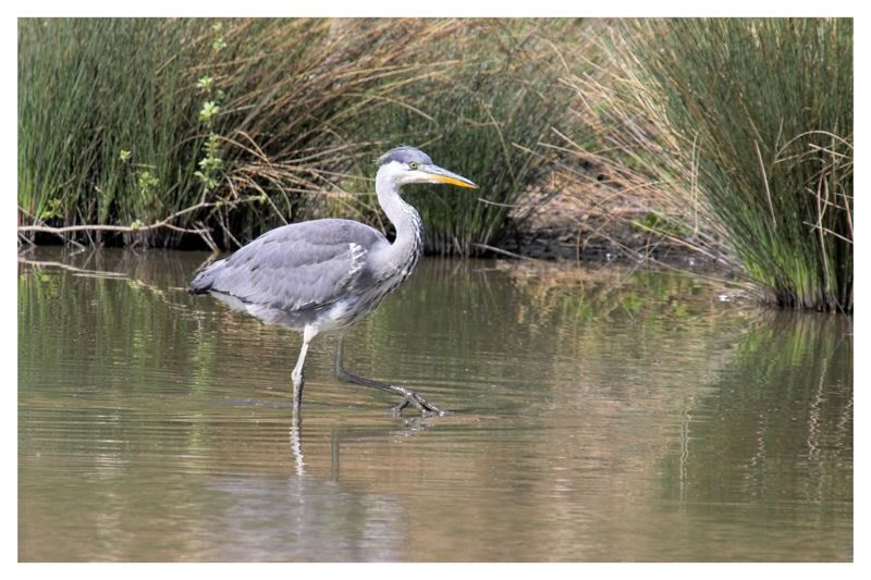 IMAGE: http://img.photobucket.com/albums/v64/Mackem/IR8T0182-01.jpg