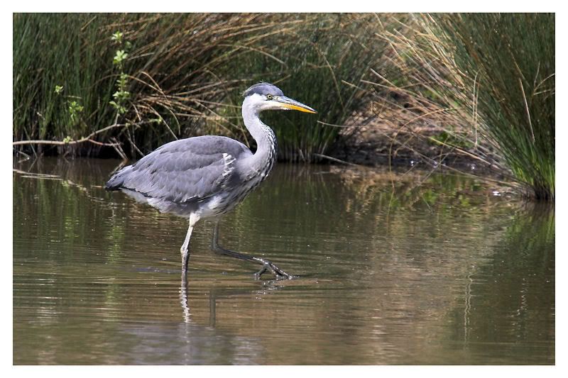 IMAGE: http://img.photobucket.com/albums/v64/Mackem/IR8T0182-02.jpg