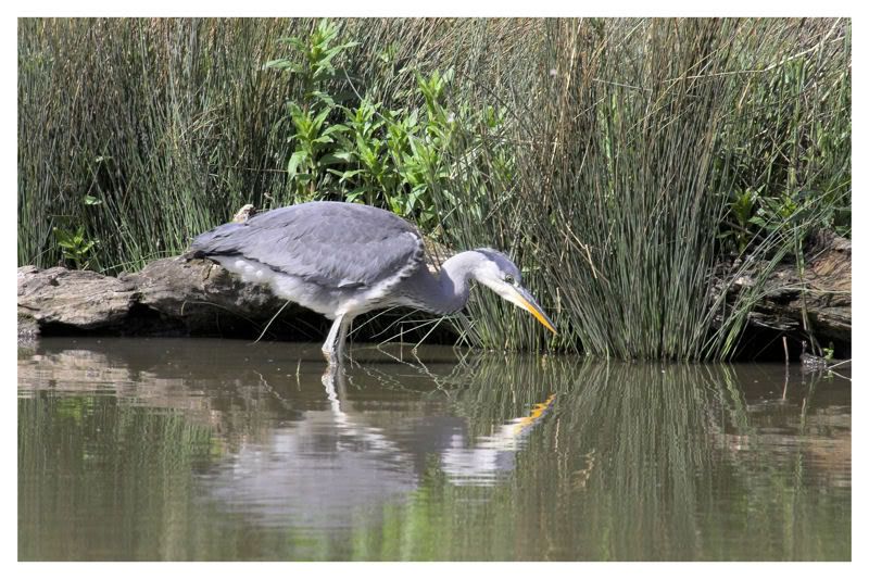 IMAGE: http://img.photobucket.com/albums/v64/Mackem/IR8T0187-01.jpg